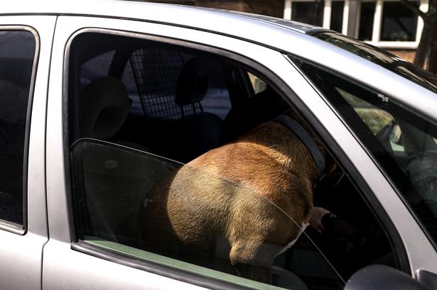 Vagthund vogter fra passagersædet. 