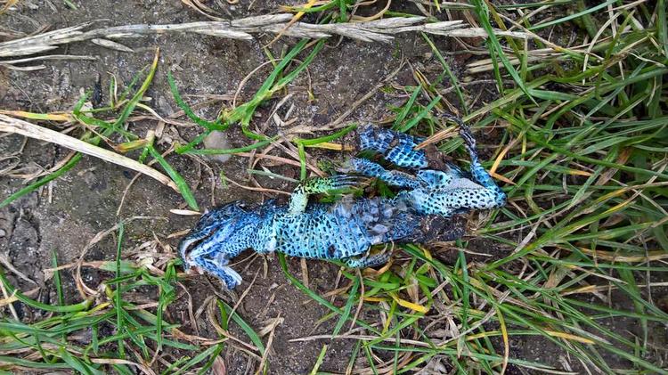 MYSTERIUM. Den blå varanunge er fundet på Samsø, men hvordan er den havnet der? Privatfoto 