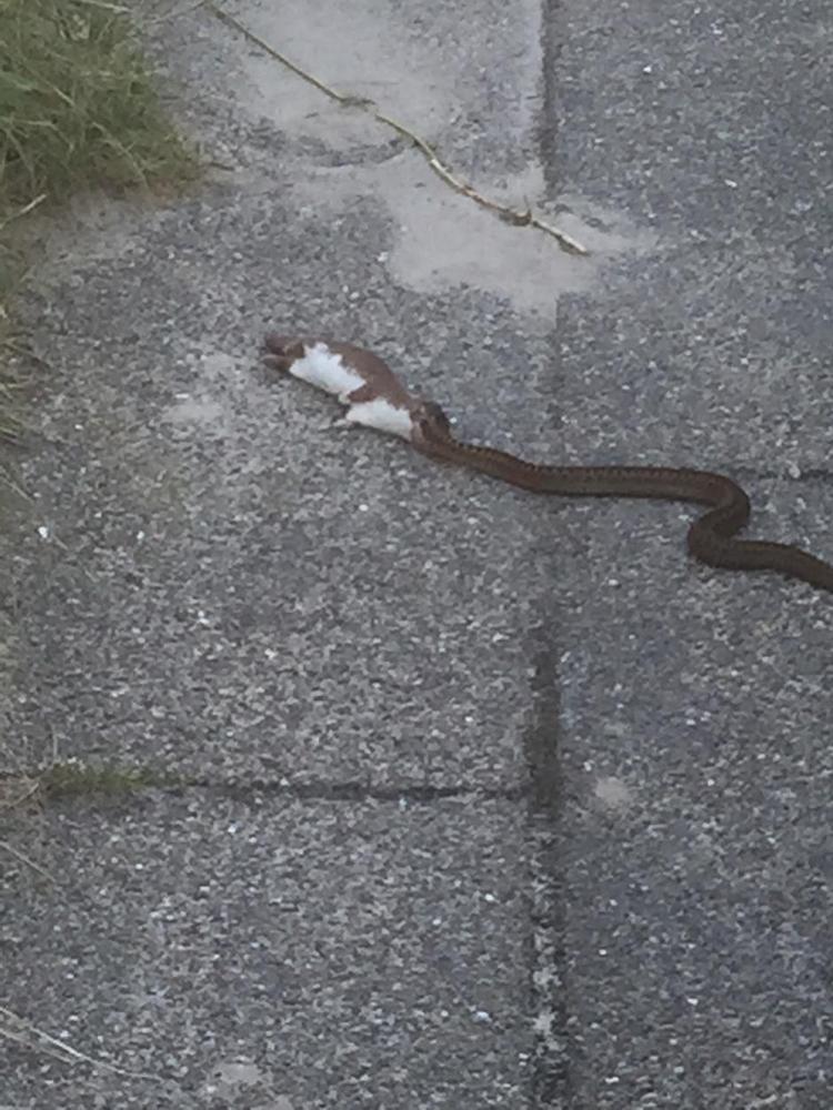 HAPS. En hugorm er i gang med at fortære sit usædvanlige bytte. Privatfoto 