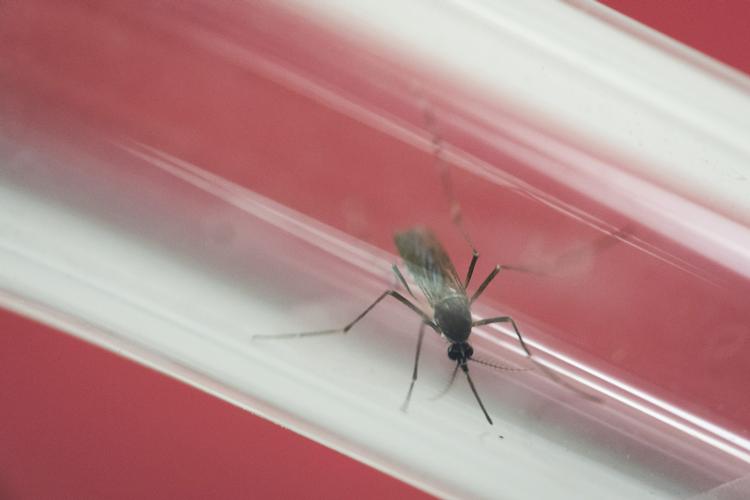 Smitte. 14 personer mistænkt for at være blevet smittet med zikavirus af myg i Florida. 