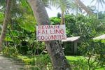 NEDFALD. Dette skilt på Fiji var sat op ved en sti, hvor der stod der palmetræer som en hel allé, og på disse palmetræer hang der kokosnødder. Så for at man ikke skulle få en kokosnød i hovedet, havde de sat et hjemmelavet skilt op, som passede godt ind i den afslappede strandatmosfære. Læserfoto: Caroline Grønbech Hansen 
