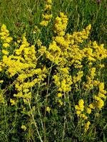 Velduft. De fine gule blomster dufter sødt og krydret. 