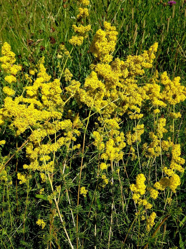 Velduft. De fine gule blomster dufter sødt og krydret. 
