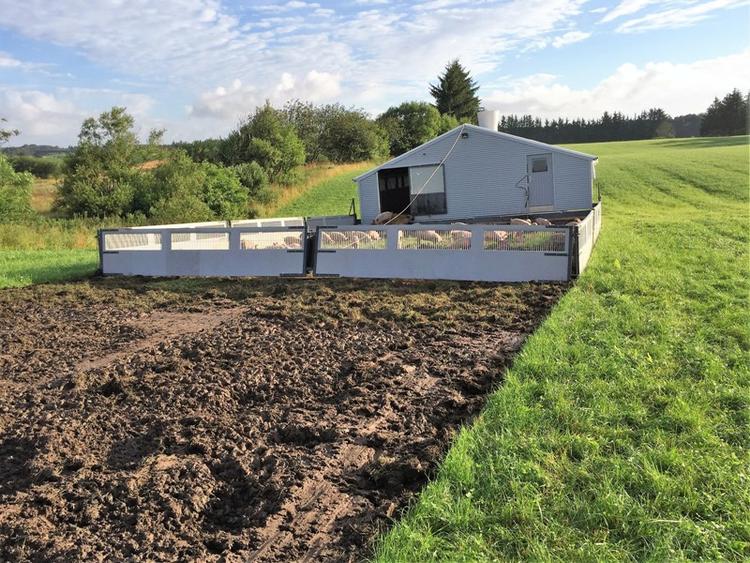 fremad. Den mobile svinestald rykker hver dag 12 meter, så grisene har noget nyt jord at rode op i. 