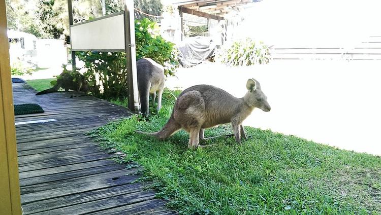 SELSKAB. Kænguruerne hopper lystigt rundt i området ved campinghytterne i australske Bendalong. 