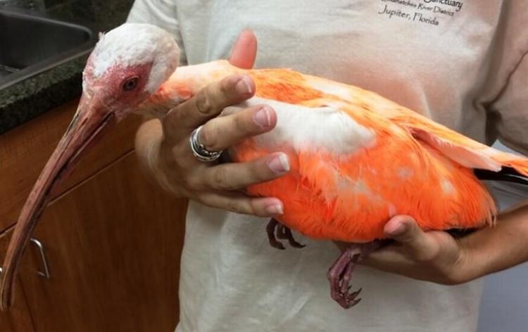 MISHANDLING. Den hvide ibis blev malet orange af gerningsmanden. 