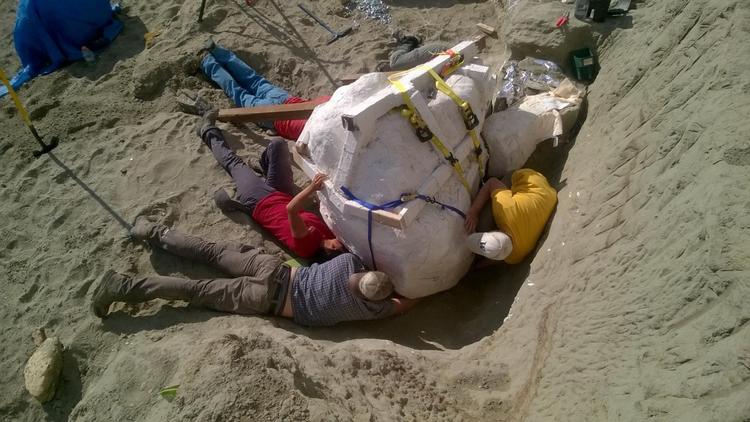 forstenet. T. rex’ forstenede kranium er 1,20 meter langt. Her fjernes halvdelen af kraniet, efter at være støbt ind i en tyk kappe af gips. En kran skal nu løfte den over et ton tunge klods. Foto: Dave Demar/Burke Museum/University of Washington 