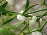 Plante. Mistelten (Viscum album) er for nogle en eftertragtet plante. Andre haveejere frygetr den. 