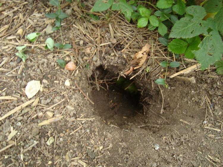 HULLET. Hvem står bag, spørger en læser, som har opdaget dette hul i sin have. Det måler cirka 20 cm i diameter og er 90 cm dybt. Privatfoto 