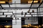 Den unge, fremadstormende franske kunstnerduo er aktuel under Copenhagen Art Week med flere performances og en ny version af et af deres hovedværker, som består af levende fugle. 