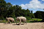 Velvære. Stig L. Andersson fortæller, at elefanterne går friere i sand og med god plads i Zoo's anlæg, som han åbnede ud til Frederiksberg Have. 