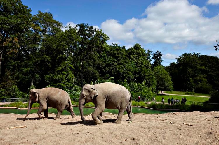 Velvære. Stig L. Andersson fortæller, at elefanterne går friere i sand og med god plads i Zoo's anlæg, som han åbnede ud til Frederiksberg Have. 