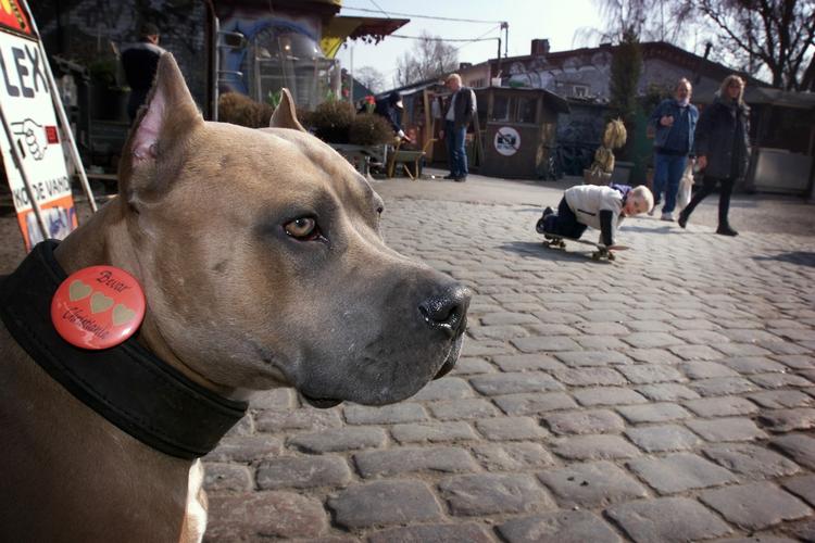 Hash har altid været accepteret af christianitterne som en del af en alternativ livsførelse. Men hashmarkedet har de seneste mange år udviklet sig til en arbejdsplads for hårdkogte kriminelle. 