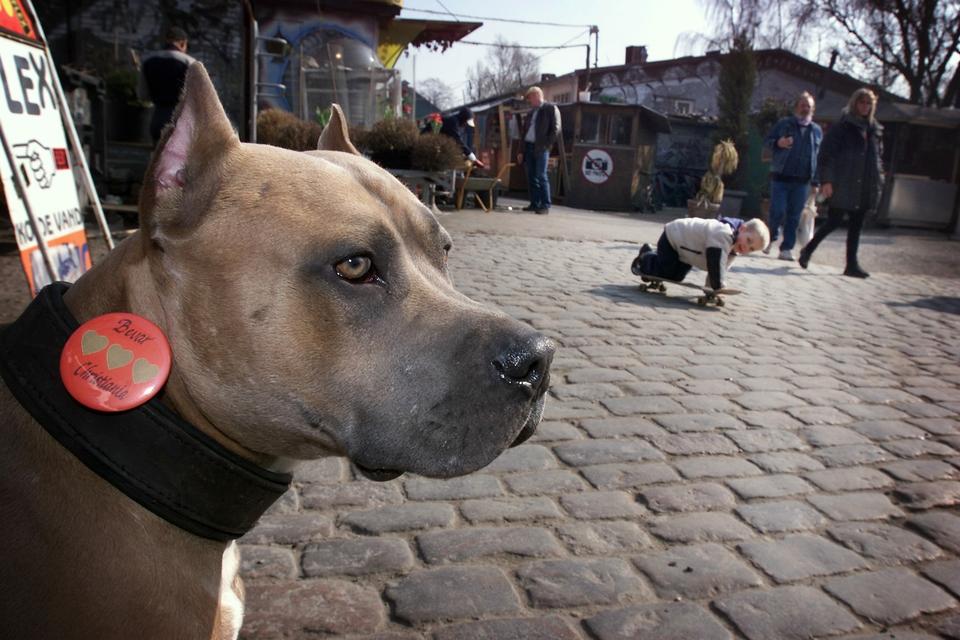 Hash har altid været accepteret af christianitterne som en del af en alternativ livsførelse. Men hashmarkedet har de seneste mange år udviklet sig til en arbejdsplads for hårdkogte kriminelle. 