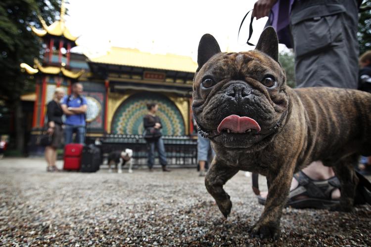 Fister. I 2010 var den franske bulldog Fister med til Hundens Dag i Tivoli. 