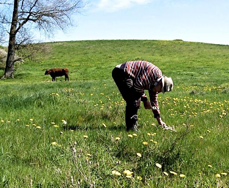 BONDEMAND. 87-årige Anton, som bor på den fædrene gård med sine 9 køer, var fint skildret i dokumentaren 'Livet ifølge Anton'. Foto: Klassefilm ApS 