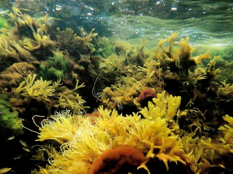 Her er vi på en undersøisk skovtur i vandet ved Amager Strandpark, København. I de danske tangskove med blæretang og sukkertang kan der bo snegle, søanemoner, muslinger og krebs foruden flere fiskearter - blandt andet torsk. Foto: Peter Hove Olesen. 