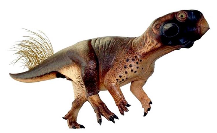 Farvelagt. Psittacosaurus var på størrelse med en labrador og kunne ikke prale af sin størrelse blandt dinoerne. Men hvis den levede kunne den nu bryste sig af at være den første dinosaur uden fjer, der har fået afsløret, hvilke farver den bar. Ideelle farver til at gemme sig i skoven, antyder ny forskning. 