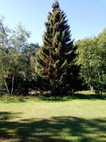 Alderdomstegn. Det høje gamle træ har fået et brunligt skær, og den nederste del af stammen skæmmes af en hvid belægning. Privatfoto 