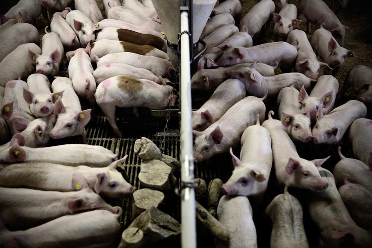 Smittefare. Danske svinebesætninger har i flere år været hårdt ramt af svine-MRSA. (Arkvibillede) 