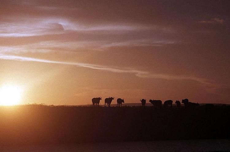 Ro. En flok bøfler ved et vandhul i Kruger Nationalpark. Bøflerne er blandt de arter, der især lider under voldsomme tørkeperioder. Foto: Dina Kraft/AP 