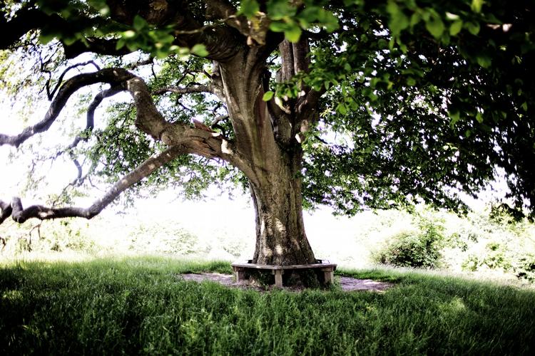 Træ. Okay, måske ikke dit træ bliver så stort i din levetid. Men på et tidspunkt gør det jo nok. 