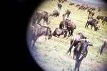 Serengeti001.JPG