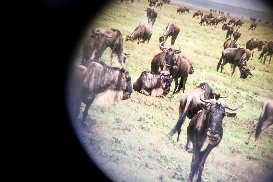 Serengeti001.JPG