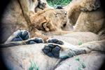 Serengeti010.JPG