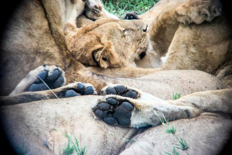 Serengeti010.JPG