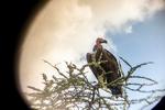 Serengeti009.JPG