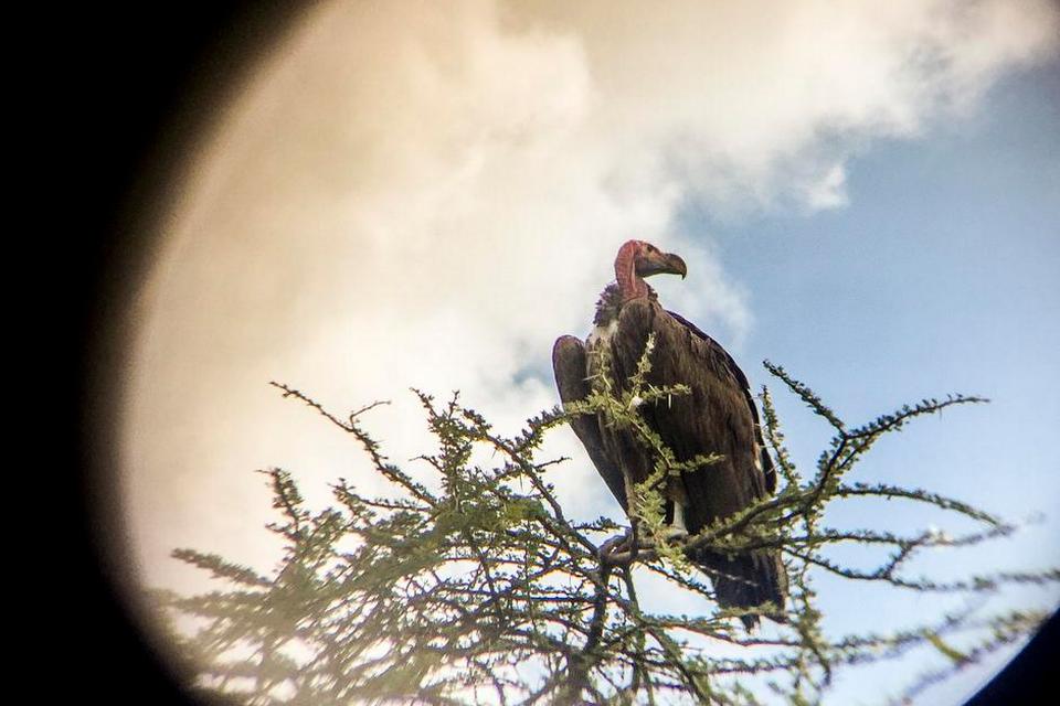 Serengeti009.JPG
