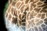 Serengeti020.JPG