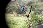 Serengeti021.JPG