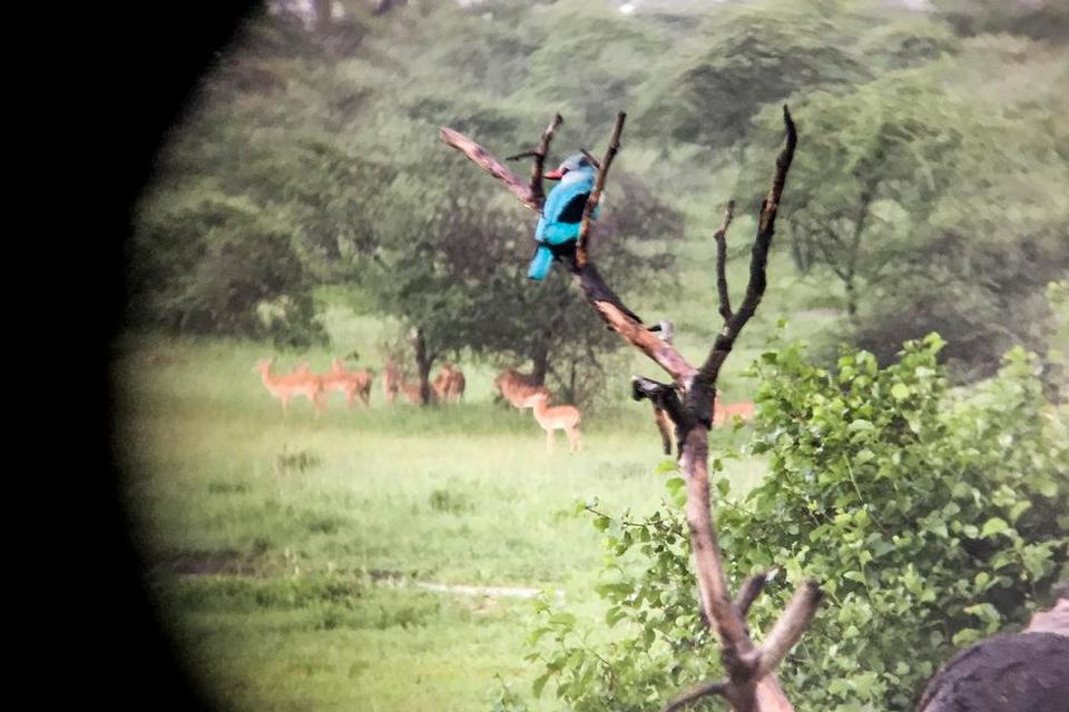 Serengeti021.JPG