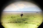 Serengeti013.JPG