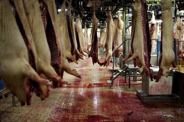 Milliongevinst. Der er store besparelser i vente til blandt andet slagterierne. 