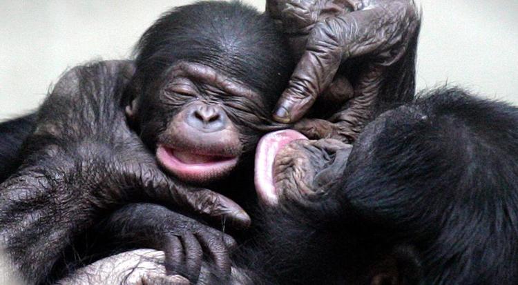 Kropssprog. I Niels Lyngsøs roman er antropologen Nadia - blandt meget andet - optaget af abernes sprog. Foto: Martin Meissner/AP 