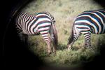 Serengeti022.JPG