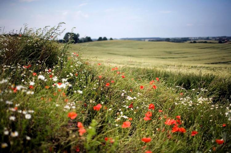 Marker. I helt særlige tilfælde kan gluten være en luftbåren fare, men det ville kræve mel og ikke korn. 