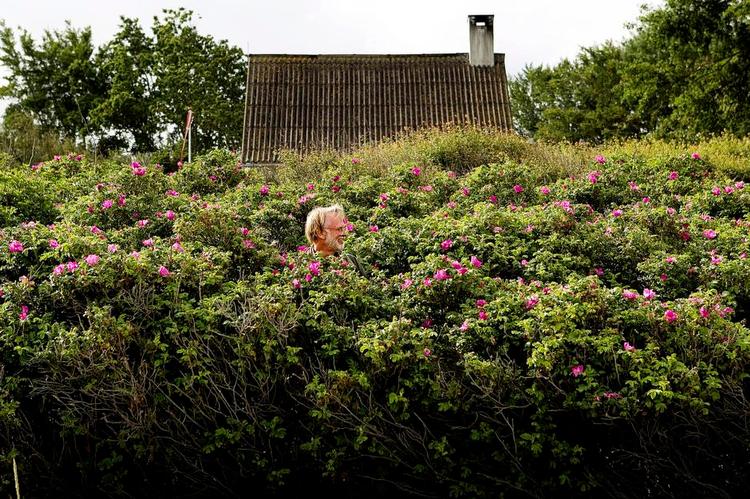Invasion. Hybenroser elskes af mange, men er en invasiv art, der fortrænger andre vækster. Arkivfoto: Finn Frandsen 