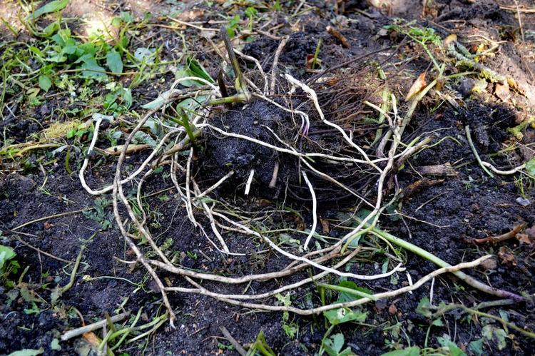 METERLANGE. Sådan så bare en enkelt af de mange stauderødder ud (julerose), da jeg gravede dem op. Gennemvævet af de tykke, hvide snerlerødder, der vokser flere meter i løbet af en sommer. 