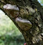 svampens frugtlegeme. Resten lever inde i træet. Billedet er taget af Søren Ryge Petersen af hans eget blommetræ, en Opal, som er 30 år gammel og bærer masser af blommer hvert år. Svampen har været der i mindst 10 år. 