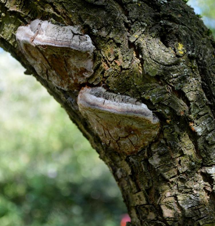 svampens frugtlegeme. Resten lever inde i træet. Billedet er taget af Søren Ryge Petersen af hans eget blommetræ, en Opal, som er 30 år gammel og bærer masser af blommer hvert år. Svampen har været der i mindst 10 år. 