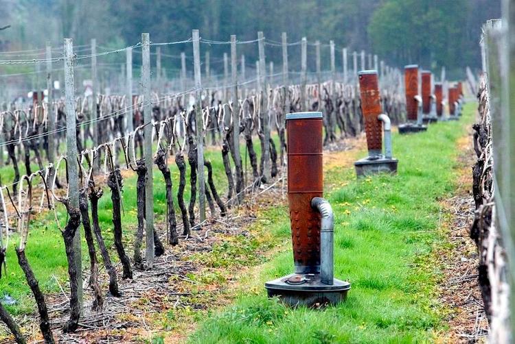 VINVARME. I tilfælde af frost har Denbies Wine Estate i Dorking opsat petroleumsovne mellem vinrankerne. 