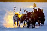 Fest. Rensdyr er en vigtig del af nenetsfolkets liv. Her er det en familie, der deltager i den årlige fest for rensdyrhold i Yamal-Nenets-provinsen. 