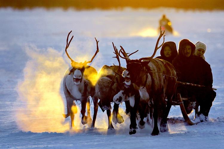 Fest. Rensdyr er en vigtig del af nenetsfolkets liv. Her er det en familie, der deltager i den årlige fest for rensdyrhold i Yamal-Nenets-provinsen. 