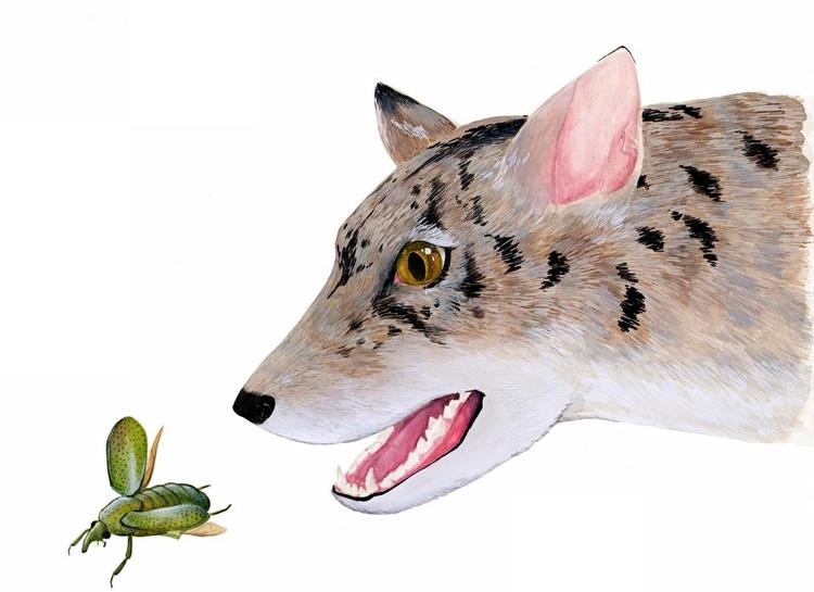 Bjørnehund. Rekonstruktion af bjørnehunden, som levede på Jorden for millioner af år siden. Illustration: Monica Jurik/ The Field Museum via AP. 