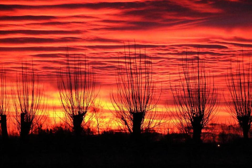 Sjælland. Solopgang over Kildebrønde på Østsjælland med stynede popler i forgrunden. Billedet er taget en kold januar morgen. Læserfoto: Finn Kromann, Greve 