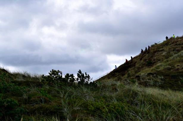 TILSANDET. Ved Kærgård klitplantage kunne løberne se tilsandede ege. Træer der nu kun stikker toppen op.Foto: Susanne Nielsen 